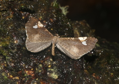 Macrosoma subornata