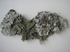 Parmelina tiliacea