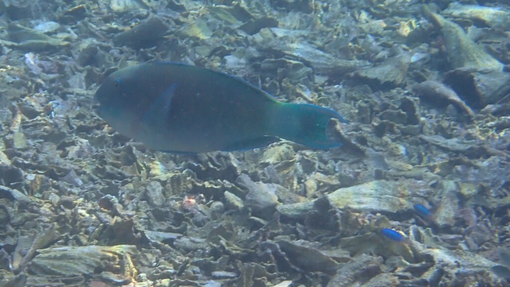 Blunt-head Parrotfish (Chlorurus microrhinos)