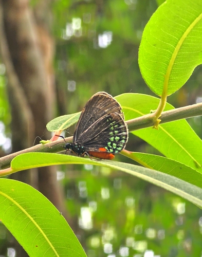 Mexican Cycadian (Eumaeus toxea)