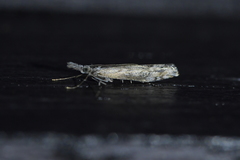 Orocrambus cyclopicus