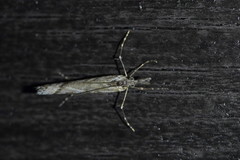 Orocrambus cyclopicus