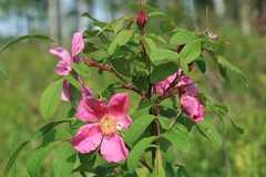 Rosa davurica