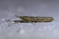 Orocrambus cyclopicus