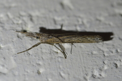 Orocrambus cyclopicus