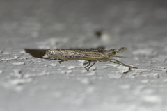 Orocrambus cyclopicus