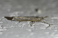 Orocrambus cyclopicus