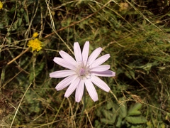 Scorzonera rosea