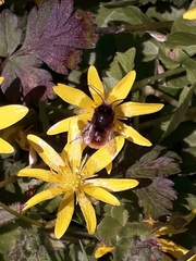 Osmia cornuta