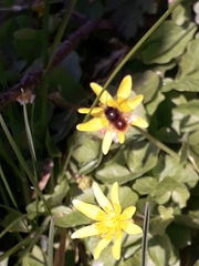 Osmia cornuta