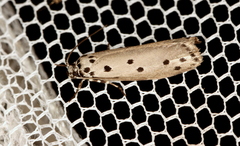 Ethmia heptasema