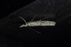 Orocrambus cyclopicus