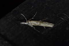 Orocrambus cyclopicus