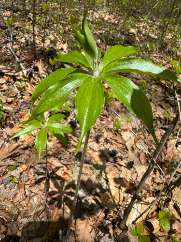 Cucumber Root