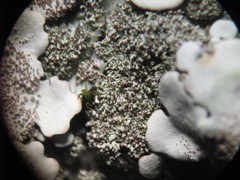 Parmelina tiliacea