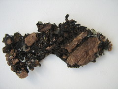 Parmelina tiliacea