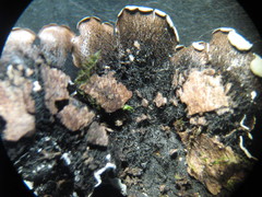 Parmelina tiliacea
