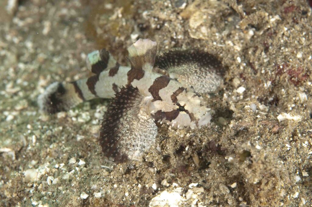 Stellar Goby