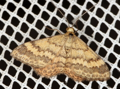 Scopula rubraria