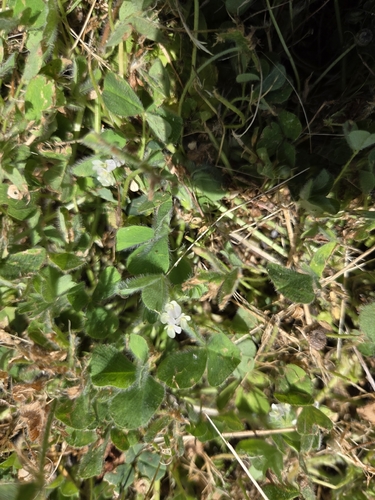 iNaturalist observation photo of Subterranean Clover