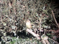 Chloris chloris