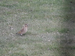 Chloris chloris