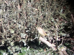 Chloris chloris