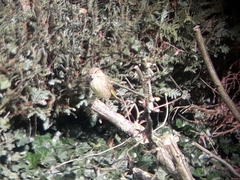 Chloris chloris