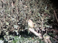 Chloris chloris