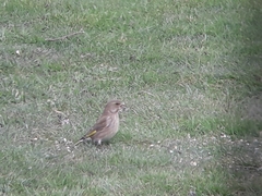 Chloris chloris