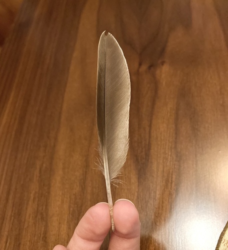 Plume de Bécassine des marais