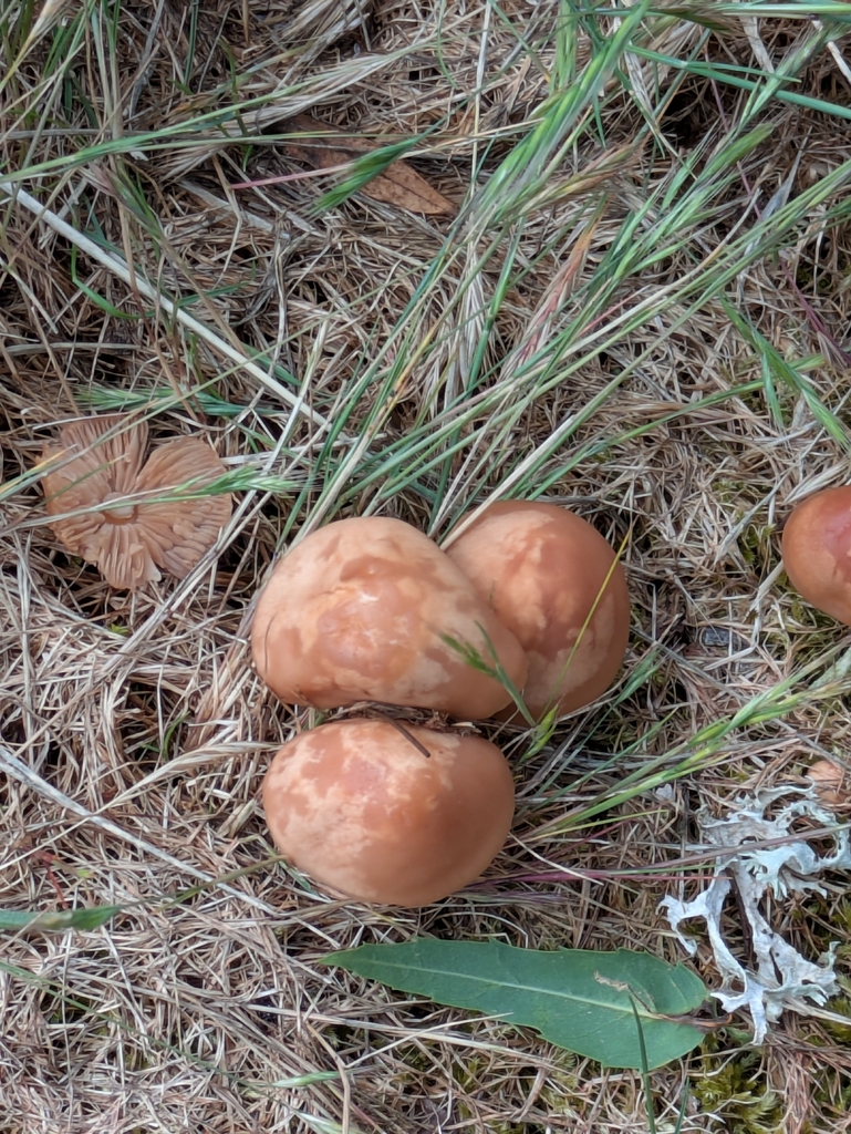 Marasmius oreades · May 2026 · photo: © marco_zaccaria (iNaturalist, cc-by)