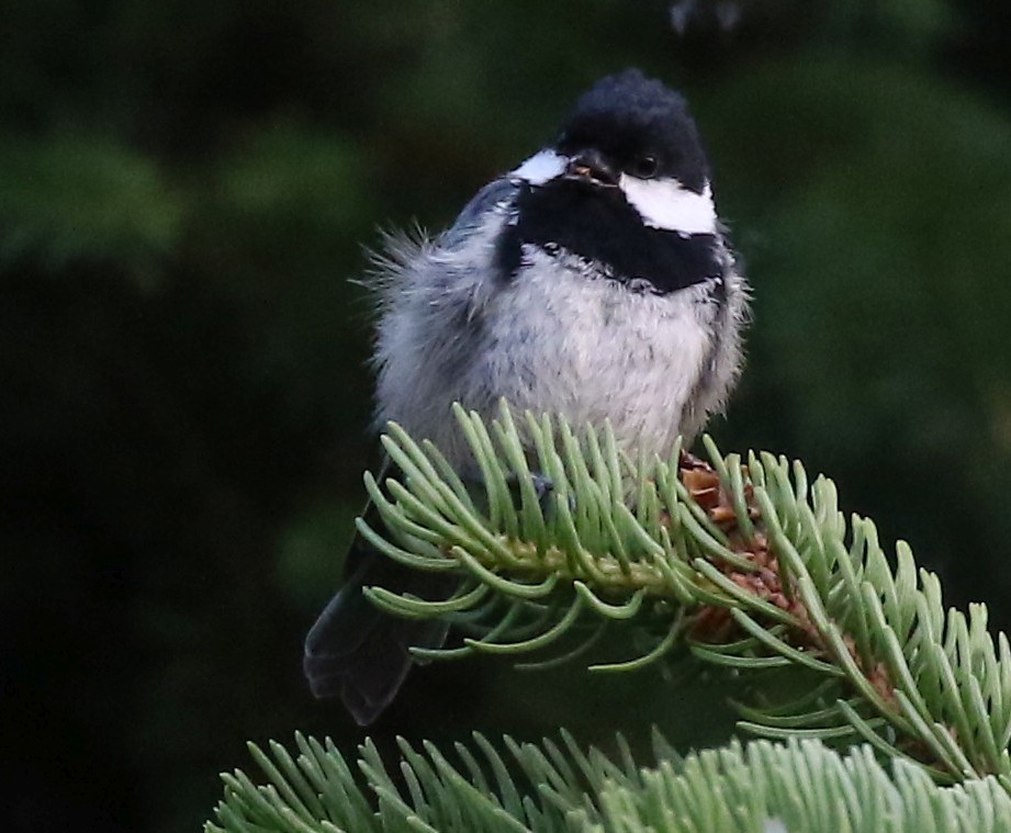 Coal tit - Wikipedia