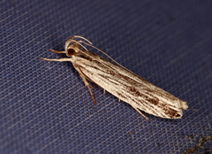 Ardozyga phloeodes