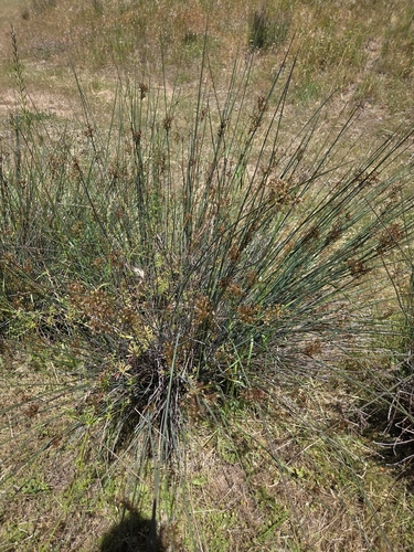 iNaturalist observation photo of Spreading Rush