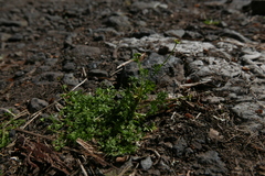 Cotula australis image