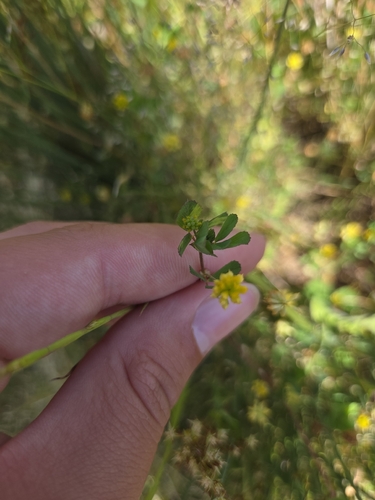 iNaturalist observation photo of Lesser hop trefoil