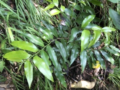 Putranjiva formosana