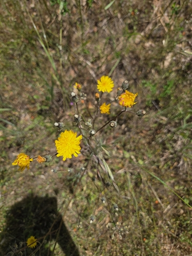 iNaturalist observation photo of Beaked Hawksbeard