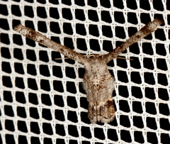 Phazaca interrupta