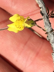 Neogaerrhinum filipes