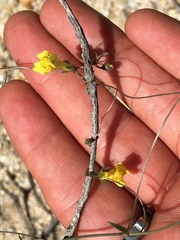 Neogaerrhinum filipes