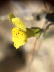 Neogaerrhinum filipes