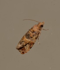 Lobesia physophora