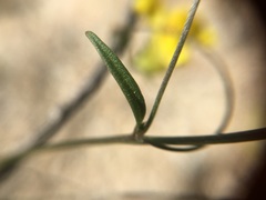 Neogaerrhinum filipes