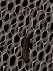 Lecithocera terrigena