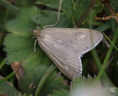 Udea uliginosalis