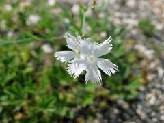 Dianthus plumarius regis-stephani