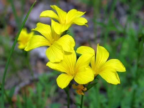 Dolomite Flax (Linum dolomiticum)