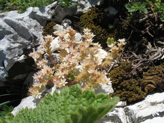 Sedum gracile